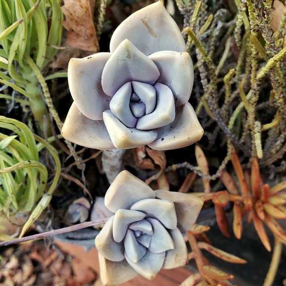 Meet your Posher, Alana - Picture 1 of 1